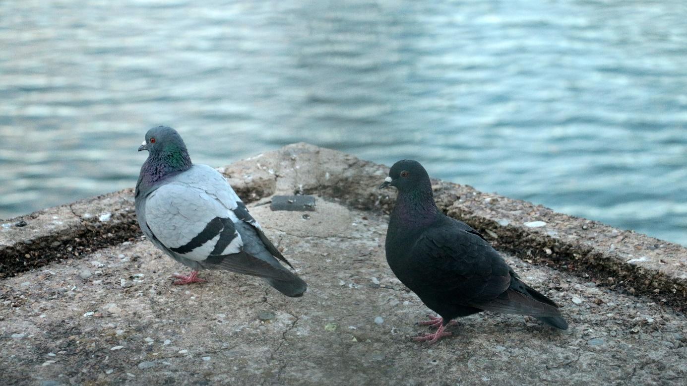 Rock pigeons or city pigeons, popular symbols of love and commitment loiter on one side of the bridge.